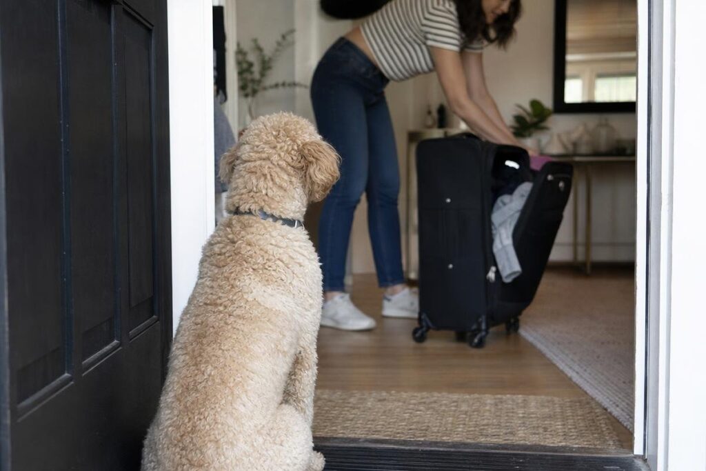How To Choose Between Dog Kennels and In-Home Pet Sitters for Your Dallas Pup