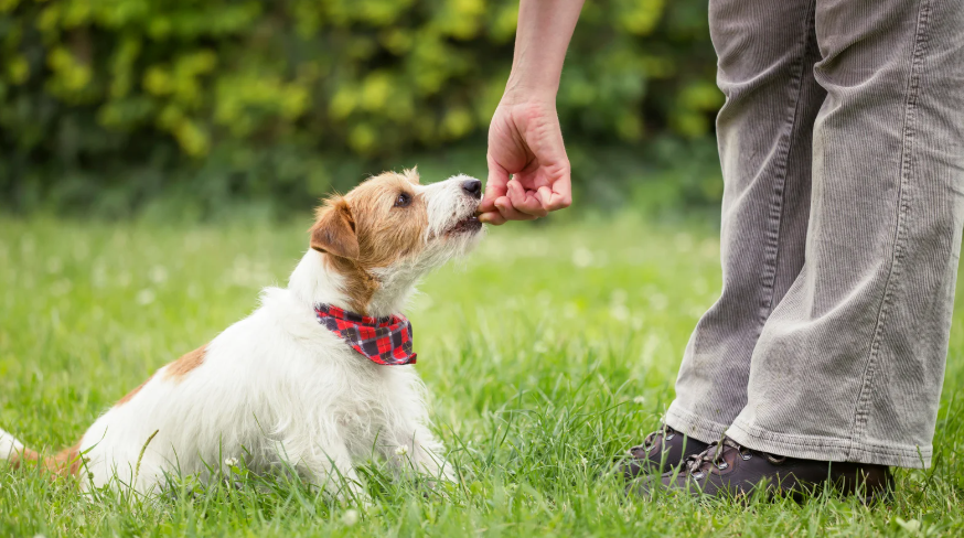 owner training older dog in Des Moines IA