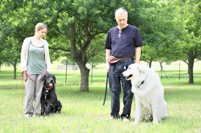 professional dog trainer working with adult dog Des Moines