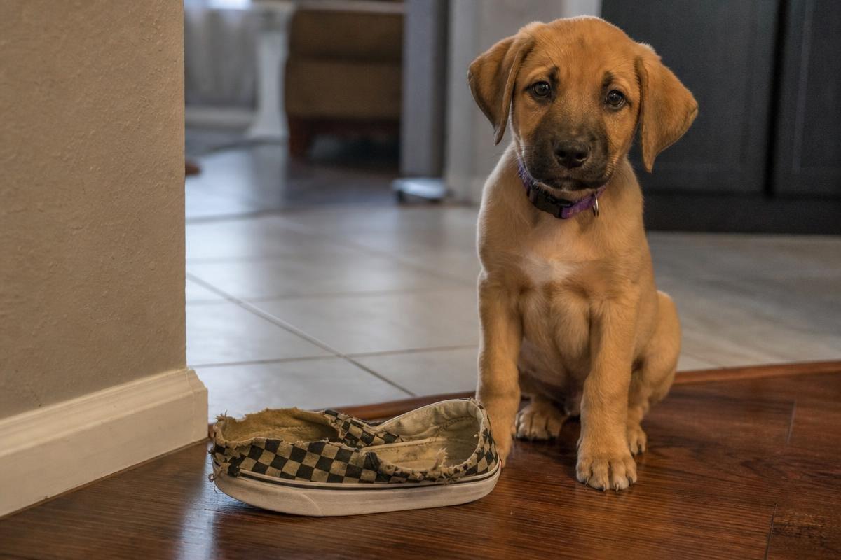 puppy training tips for new dog owners in Frisco TX