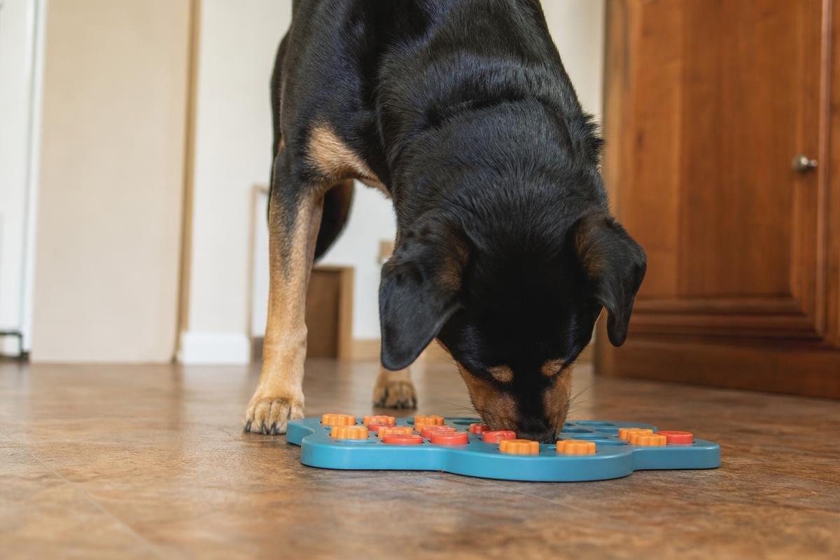 how to keep your dog's training sharp between sessions in oklahoma city - image 3