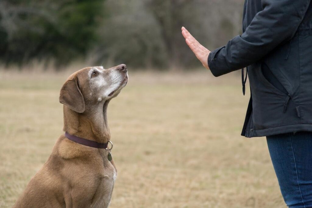 older dog learning new tricks during a Fort Worth dog training session