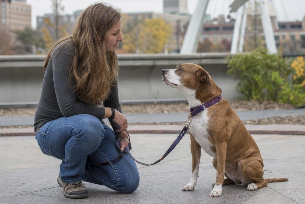 Dog trainer working with rescue dog in Des Moines training facility