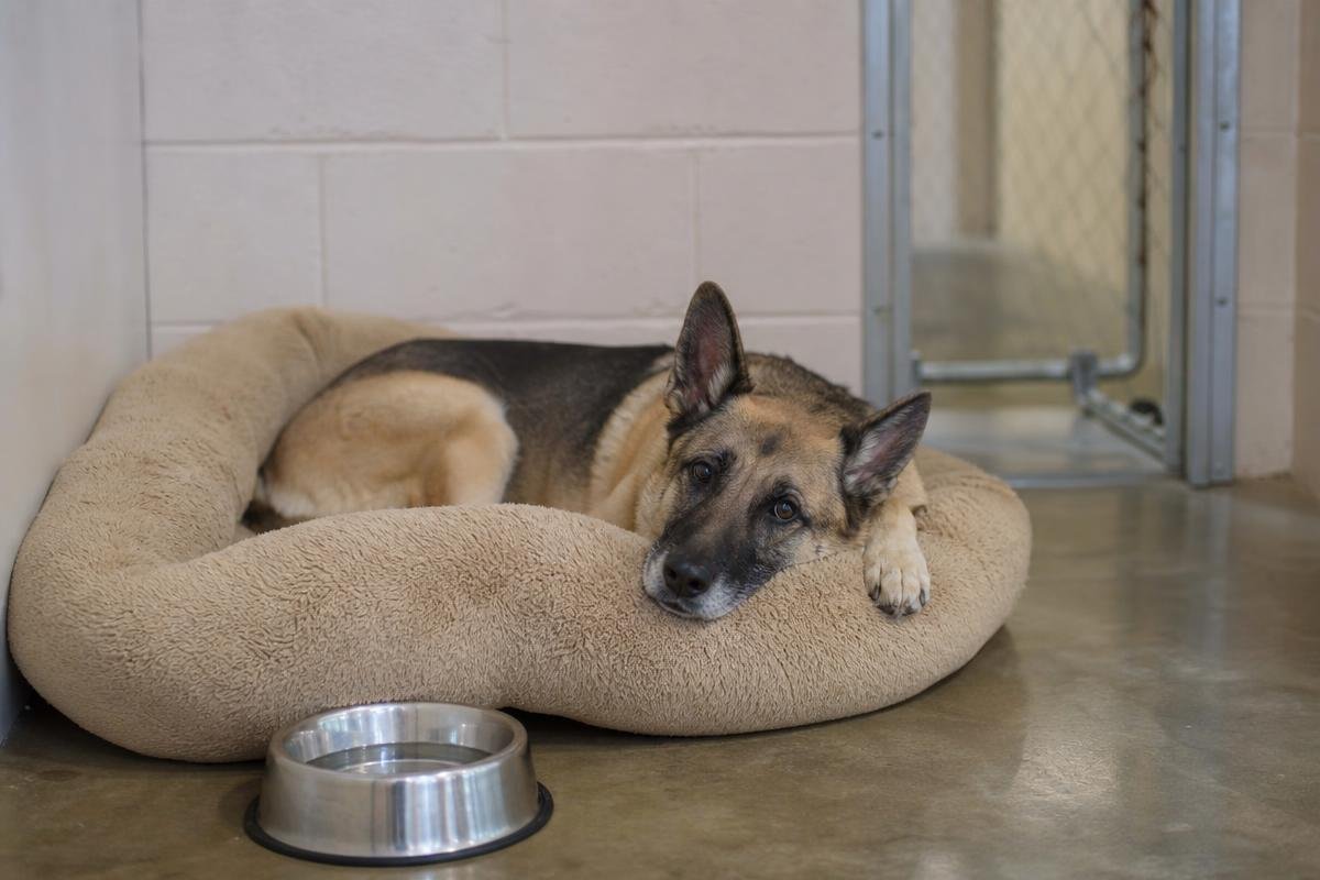 Dog training and boarding at All Dogs Unleashed