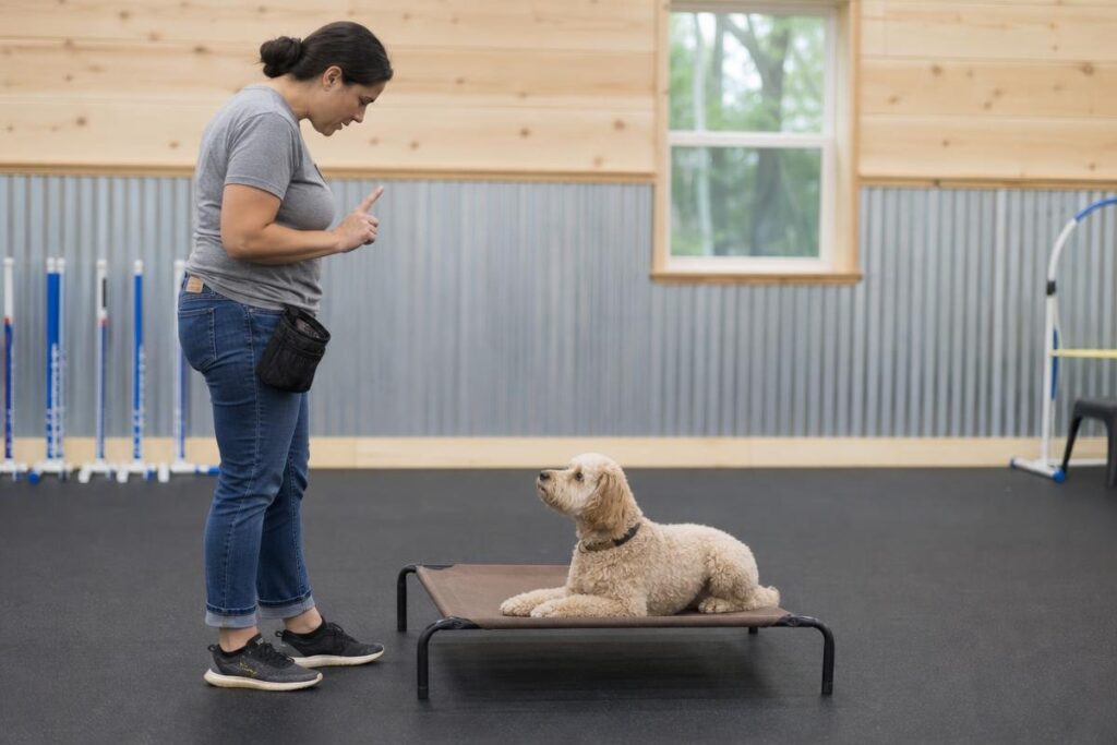 dog obedience classes at All Dogs Unleashed Dog Training OKC