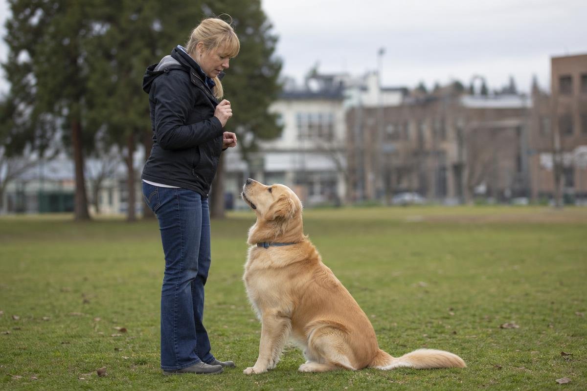 golden retriever training in Oklahoma City park setting