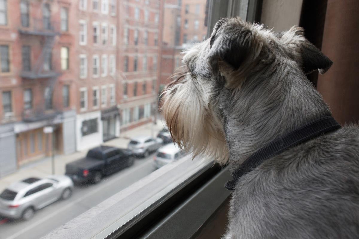 dog barking triggers in dense Dallas neighborhood environment