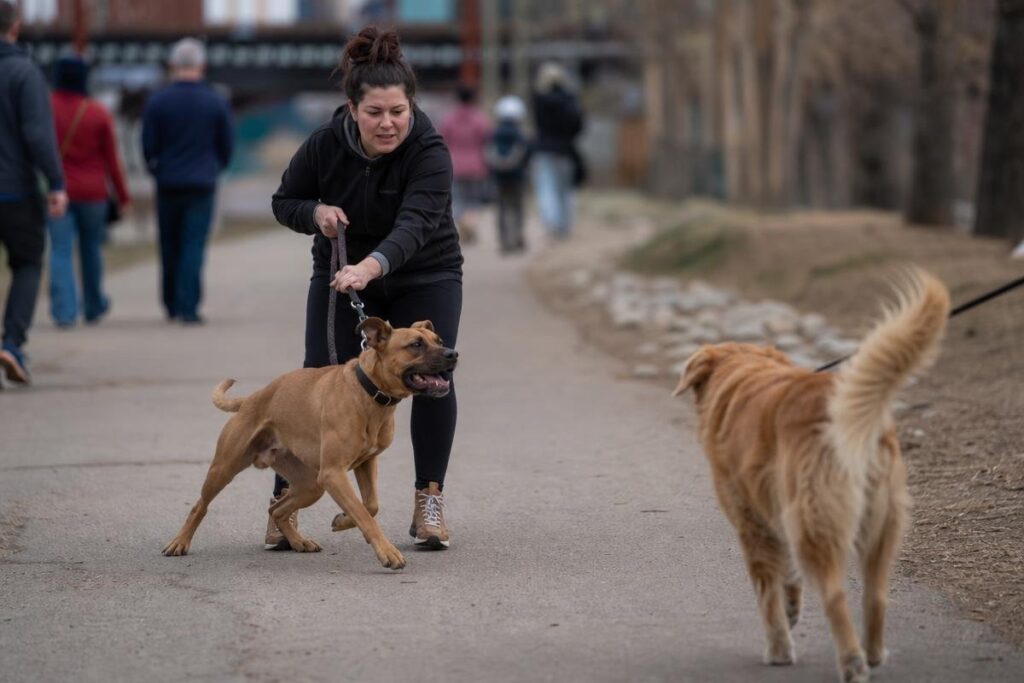 owner managing leash reactivity in dogs on Denver trail