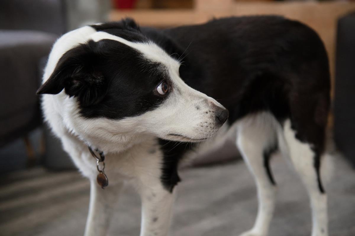 dog body language warning signs before a bite occurs