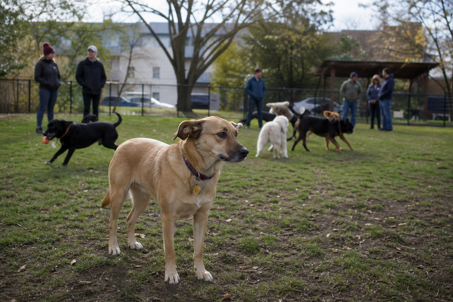 Dogs and owners at a fenced Dallas dog park