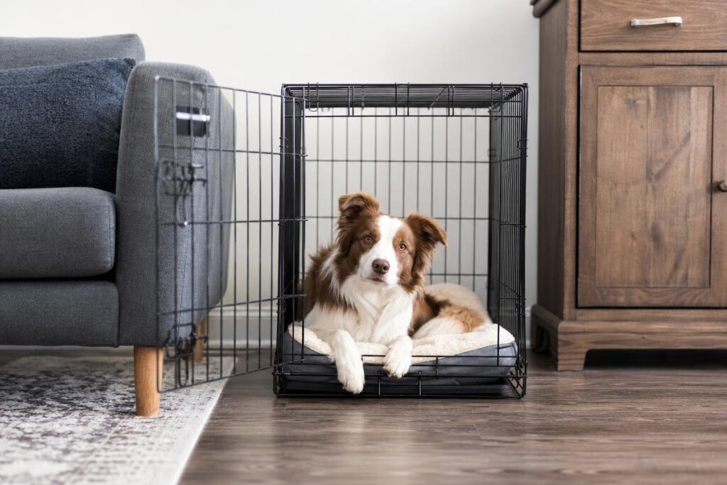 dog crate training setup in a Fort Worth home