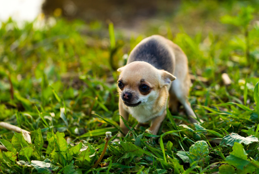 Dog training at All Dogs Unleashed