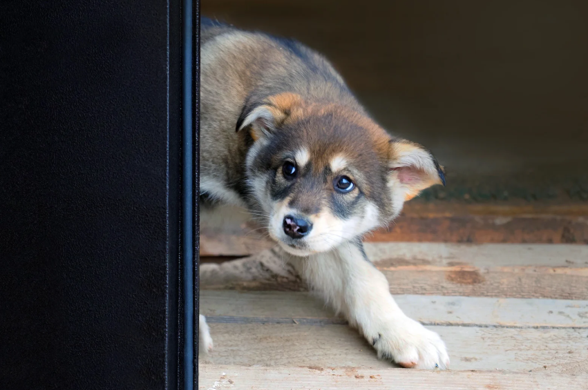 Dog training at All Dogs Unleashed