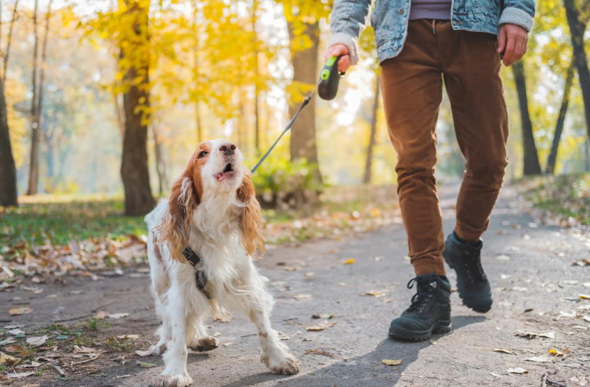 Dog training at All Dogs Unleashed