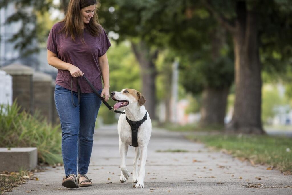 Bossier City rescue dog training session during first week of adoption