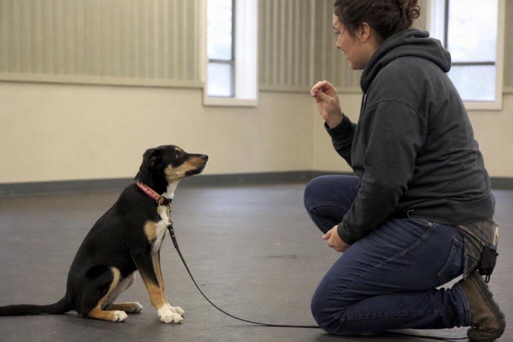 trainer working with newly adopted rescue dog on leash commands in Shreveport backyard