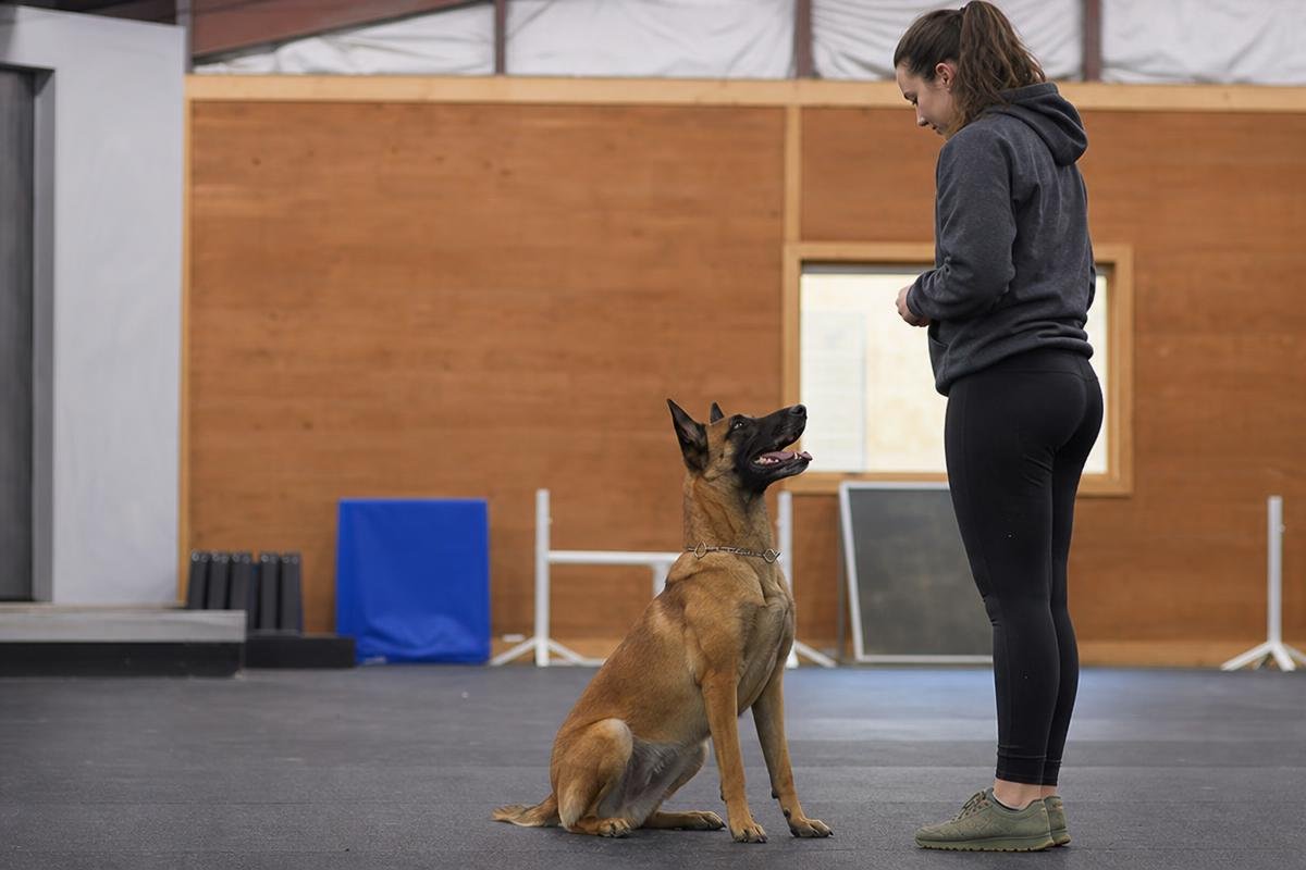 advanced dog training board and train program at All Dogs Unleashed Dog Training Shreveport Shreveport