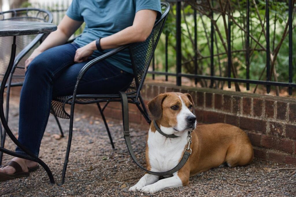 well-trained dog at a dog-friendly restaurant patio in Shreveport