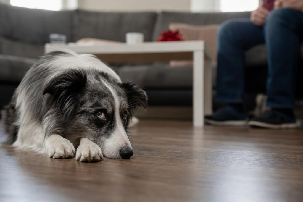 The Physical and Behavioral Symptoms of Anxiety in Dogs