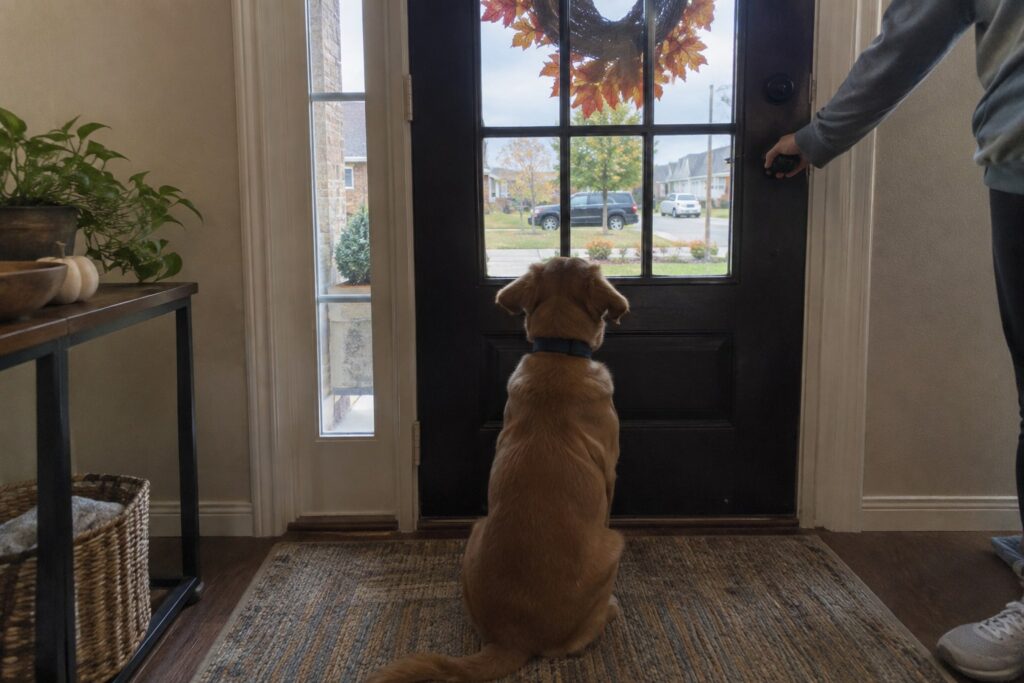 A Frisco Owner's Plan for How to Calm a Hyper Dog Before Holiday Guests – illustration 2