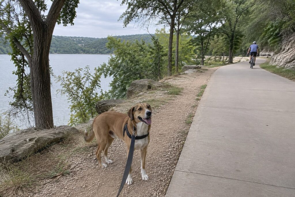 A Safer Walk for Austin Owners Learning How to Stop a Dog From Chasing Cars – illustration 2
