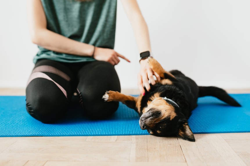 Common Misconceptions About Private Training, All Dogs Unleashed Dog Training Bossier City