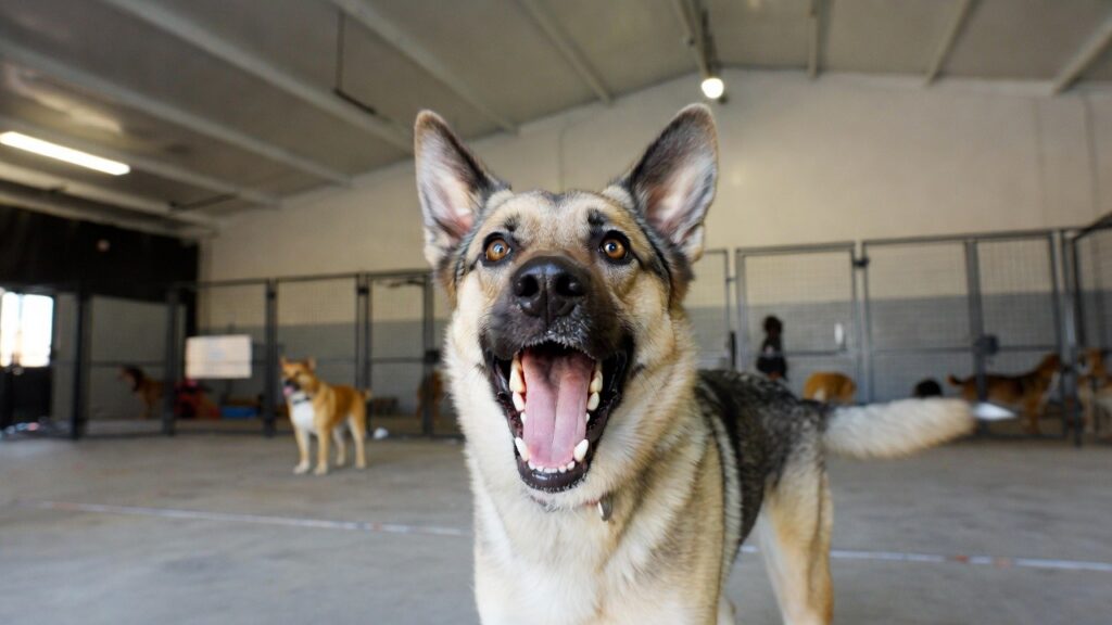 Dog Daycare on High-Activity Days, All Dogs Unleashed Dog Training Austin