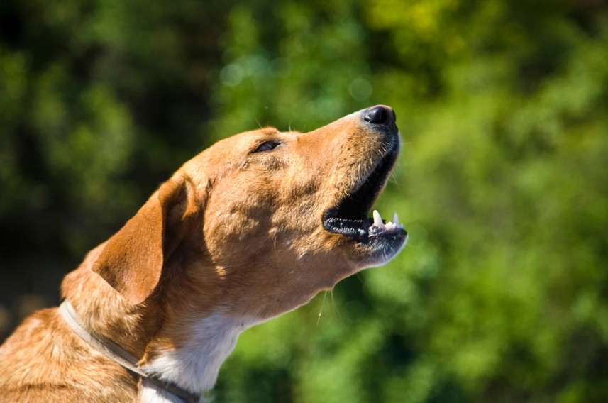 Dog Holiday Anxiety in Austin TX: Recognizing the Signs, All Dogs Unleashed Dog Training Austin