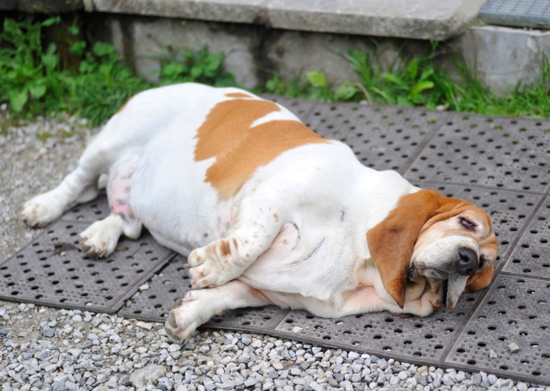 Dogs at Higher Risk in Bossier City, All Dogs Unleashed Dog Training Bossier City