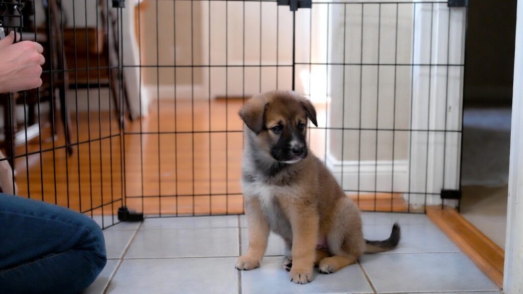 Effective Strategies for Addressing Puppy Biting Early, All Dogs Unleashed Dog Training Austin
