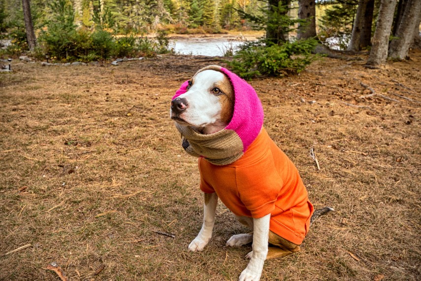 Factors That Change How Cold Is "Too Cold" for Your Specific Dog, All Dogs Unleashed Dog Training Bossier City