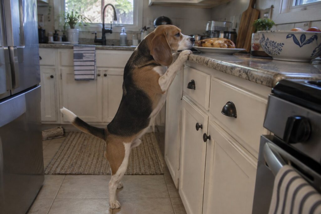 Following the Nose With Patient Beagle Training for Austin Families – illustration 1