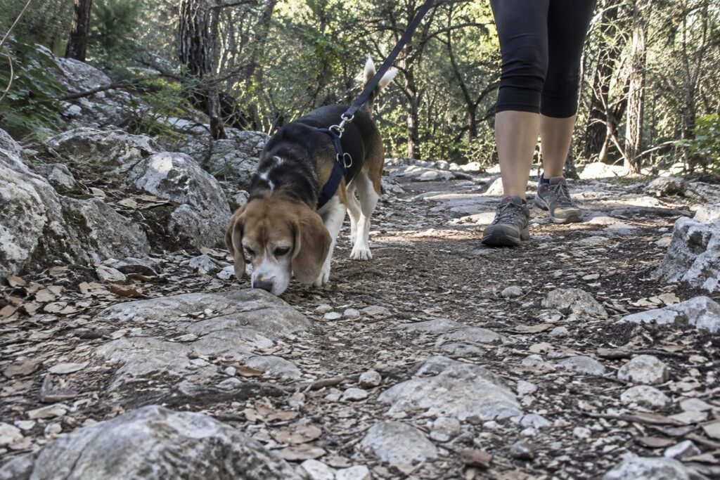 Following the Nose With Patient Beagle Training for Austin Families – illustration 2