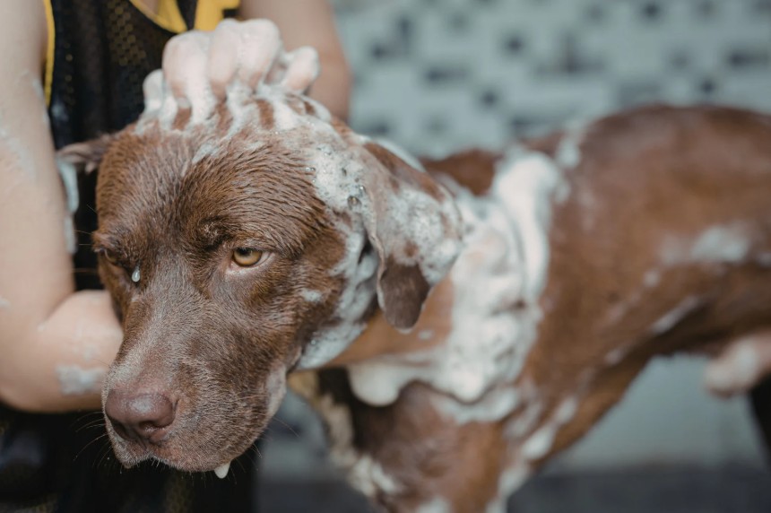 How to Bathe Your Dog Properly at Home, All Dogs Unleashed Dog Training Bossier City