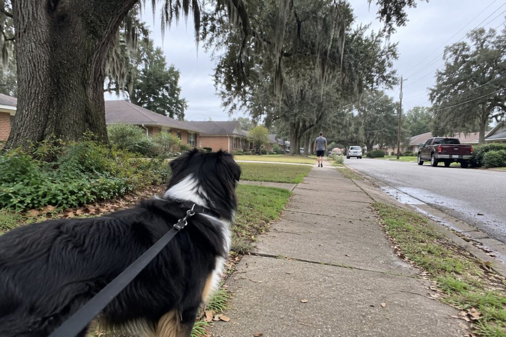 Keeping a Busy Mind Happy With Australian Shepherd Training in Shreveport – illustration 2