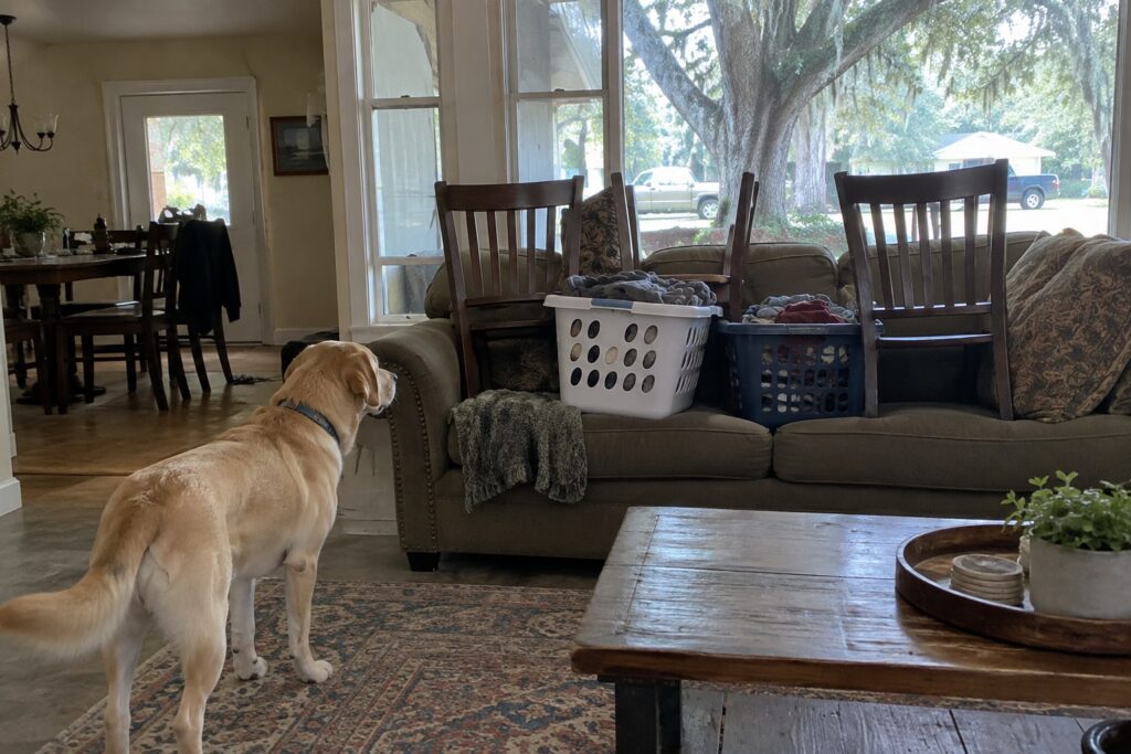 Practical Ways to Keep a Dog Off the Couch in Your Shreveport Home – illustration 1