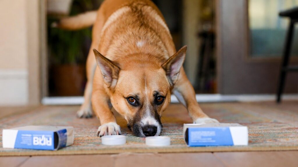 Resolution 8: Try a New Enrichment Activity With Your Dog, All Dogs Unleashed Dog Training Austin