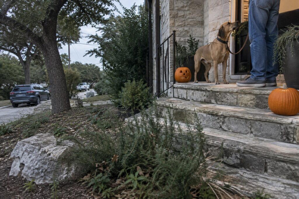 Simple Games That Build Impulse Control for Dogs in Busy Austin Homes – illustration 2