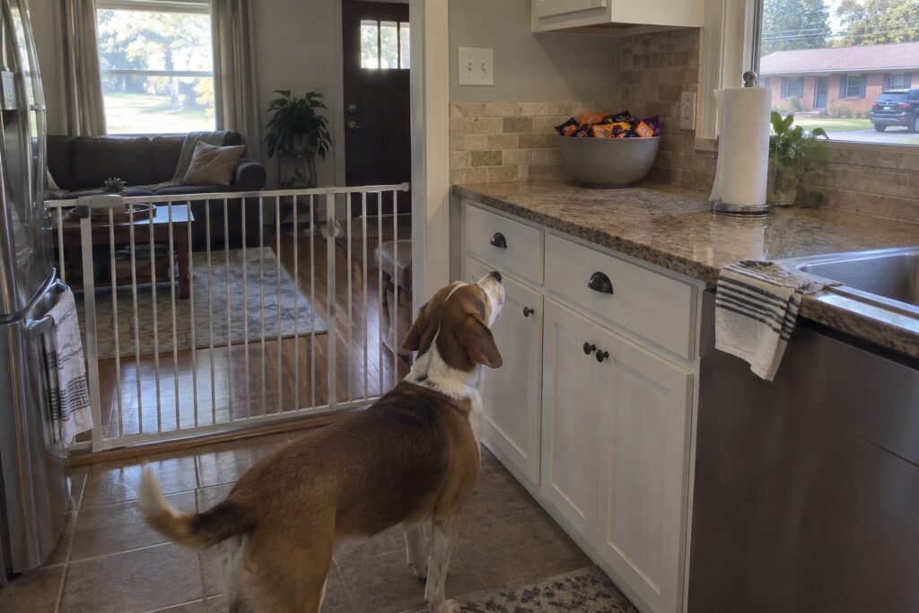 Simple Steps to Teach a Dog to Stay Before Halloween in Shreveport – illustration 2