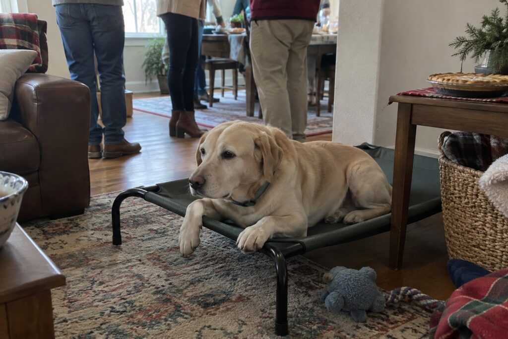 Teaching Your Dog to Stop Jumping on People Before Holiday Guests Arrive in Oklahoma City – illustration 1