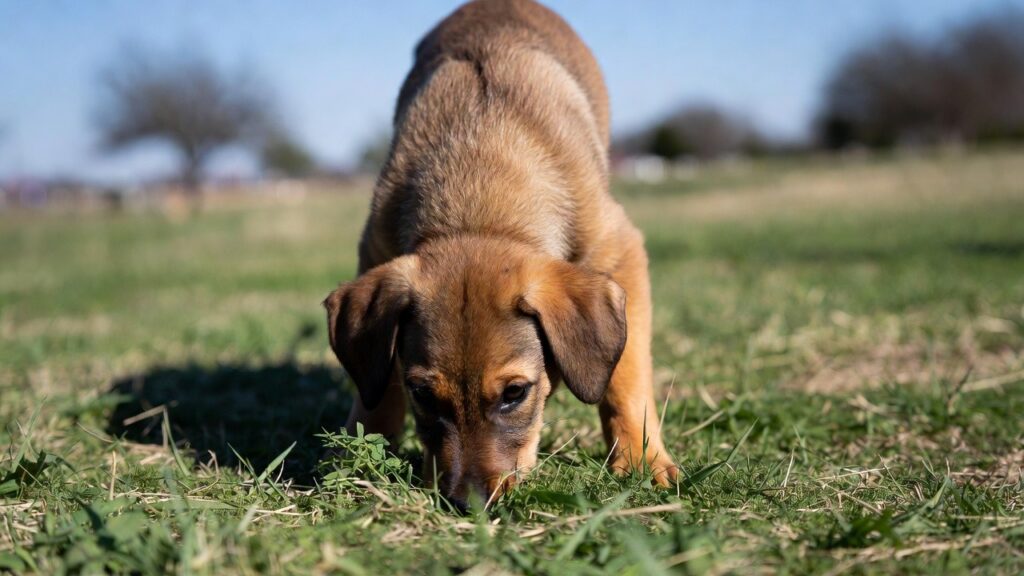 The Adolescent Period: Socialization Maintenance Under Fire, All Dogs Unleashed Dog Training Austin