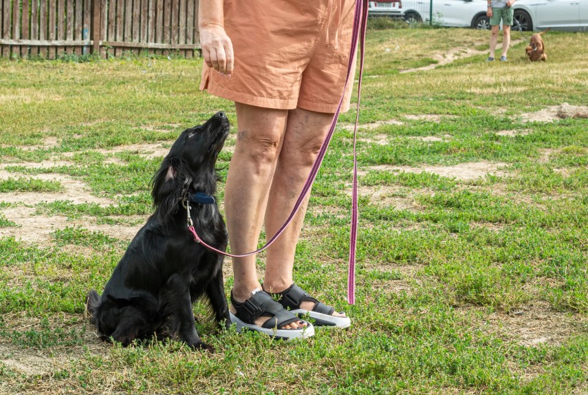 The Core Commands Every Dog Needs, All Dogs Unleashed Dog Training Austin