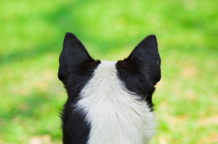 The Ears: Position Tells You Everything, All Dogs Unleashed Dog Training Bossier City
