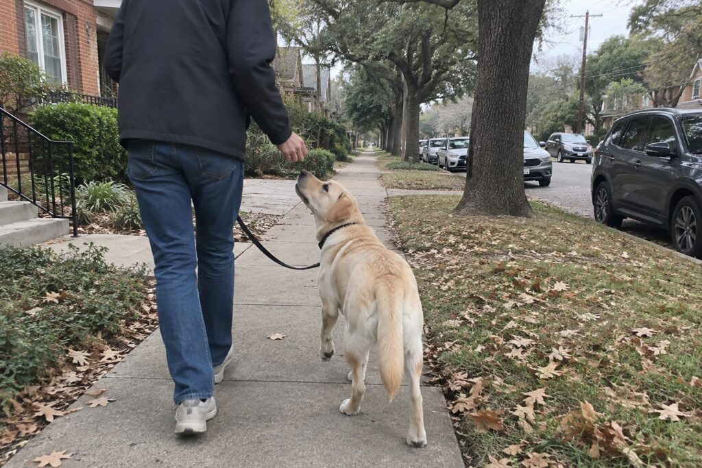 The Real Reasons Why Dogs Eat Poop and How Dallas Owners Can Stop It – illustration 2