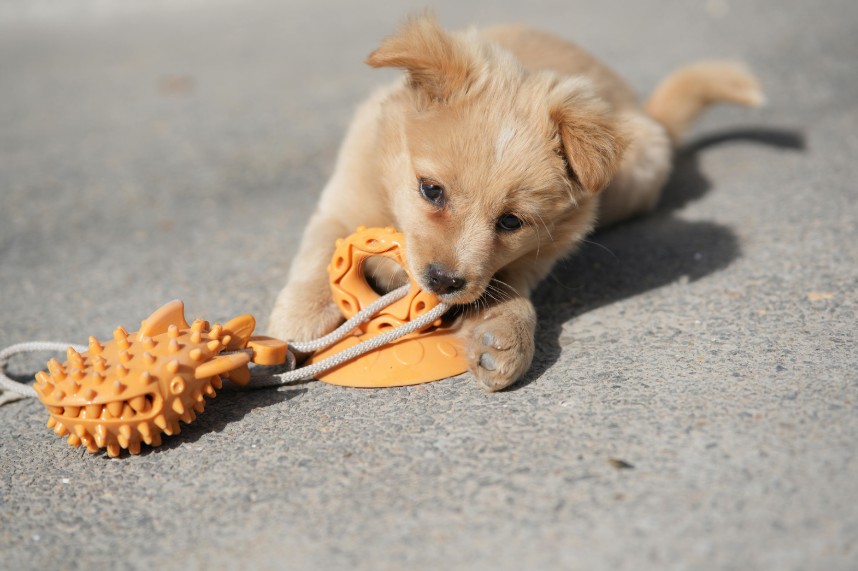 The Step-by-Step Method to Stop Puppy Biting, All Dogs Unleashed Dog Training Bossier City