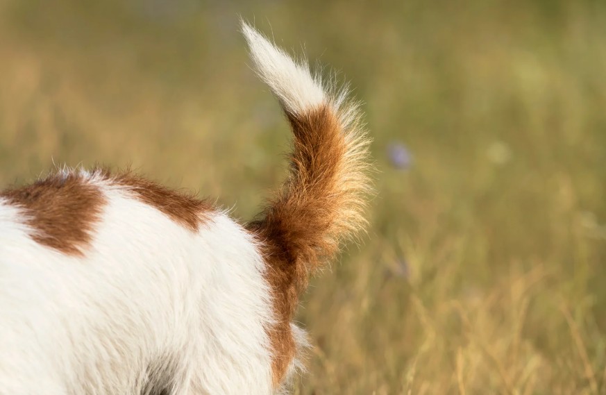 The Tail: Why Wagging Doesn't Always Mean Happy, All Dogs Unleashed Dog Training Bossier City