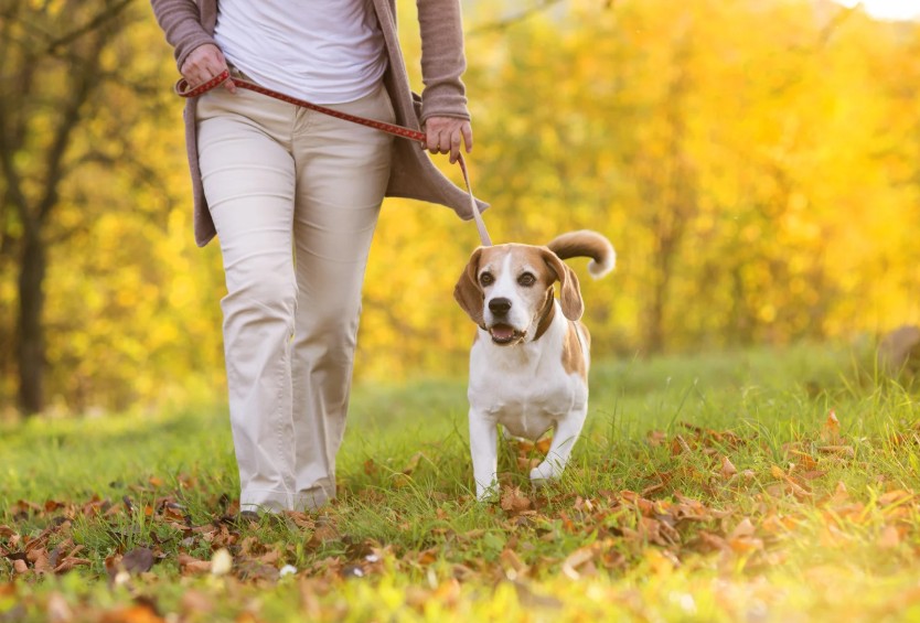 Training Approaches That Work for Senior Dogs, All Dogs Unleashed Dog Training Austin
