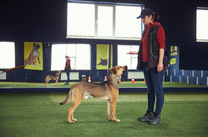 Types of Training Programs to Consider, All Dogs Unleashed Dog Training Austin