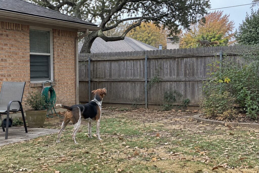 Understanding Dog Prey Drive and How Dallas Owners Can Manage It – illustration 1