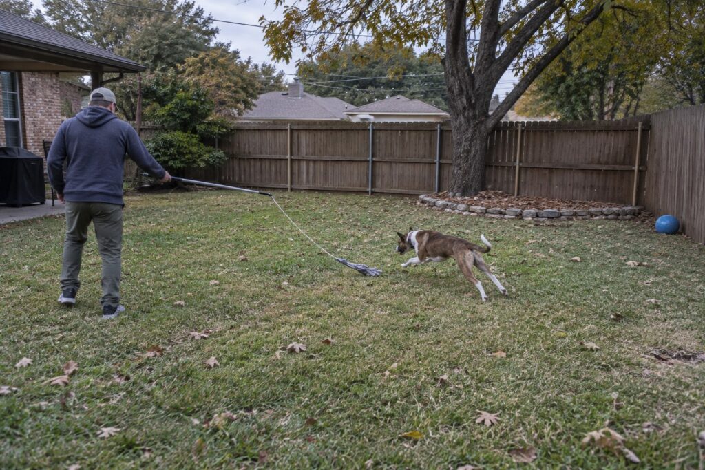 Understanding Dog Prey Drive and How Dallas Owners Can Manage It – illustration 2